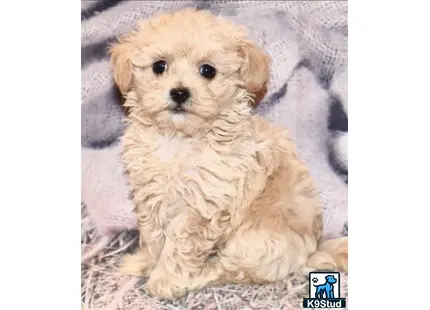 a small fluffy maltipoo dog